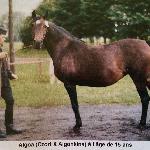 Algoa