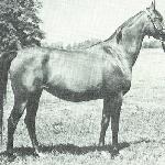 Algonkina