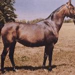 Algonkina