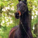 Fawor