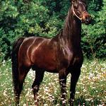 Fawor