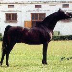 Fawor