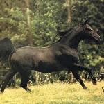 Fawor
