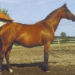 Fanaberia