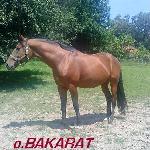 Bakarat