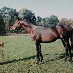 Juror - Juror-SK Golejewko 1995r.