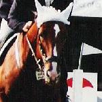 Nugat - finały Championatów Młodych Koni - Legia Warszawa 2001r