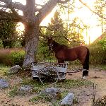 Aramis - A nice day in the pasture<br />&copy; Moa Lindström