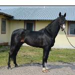 Contender Son