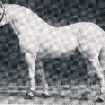 Capitano