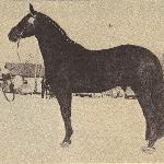 Haakon