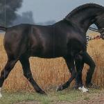 Grannus / Grannus-Granit