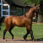 Argentan I