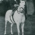 Skowronek / Skylark - Skowronek i Lady Wentworth