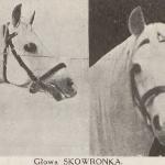 Skowronek / Skylark