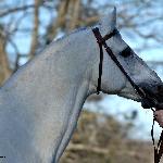 Heban - listopad 2019<br />&copy; Anna Pyzara-Nakoniechnaia
