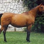 Garonna