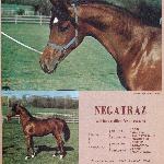 Negatraz - Wrzesień 1972 - Arabian Horse World.