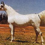 Negotka