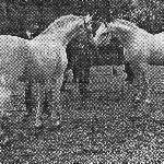 Espartero - Po prawej: ESPARTERO (Nabor x Ela ? Miecznik, po lewej: DARDIR (Nabor x Darda - Amurath Sahib) ? Szwecja 1971
