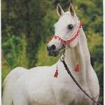 Pamir