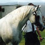 Pamir - Pamir 2000