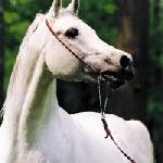 Pamir