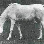 Sabda