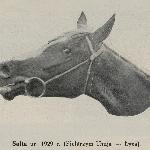 Safta