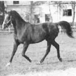 Bajdara