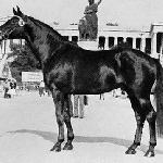 Matador