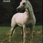 Ararat