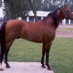 Alegro