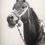 Nureddin - Nureddin - Foto Zofia Raczkowska<br />&copy; Foto Zofia Raczkowska