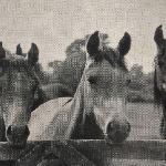 Lalage - Trzy córki LAFIRYNDY (Miecznik x Lala) od lewej do prawej: LEONIE (po GERWAZY), LITWA (po LITAUR) i LALAGE (po GERWAZY).