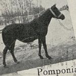 Pomponia II