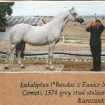 Eukaliptus