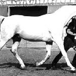 Gwarny
