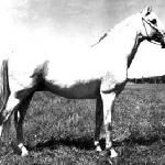Gwarny