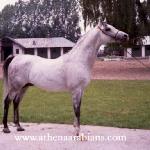 Pers