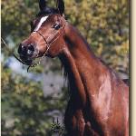 Borowina - Borowina 1999<br />&copy; Stuart Vesty