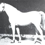 Lotnik