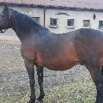 Bandii