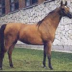 Dalida