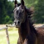Equin