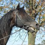 Equin - 2010<br />&copy; Justyna Krawczyk