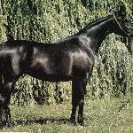 Equitana - Equitana 1982<br />&copy; Zofia Raczkowska