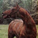 Pepi - Pepi (Celebes-Pemba) 1975, SK Janow Podlaski  photo by Zofia Raczkowska<br />&copy; Zofia Raczkowska