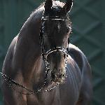 Palatyn<br />&copy; Karolina Wengerek<br /><i>www.wengerek-photography.com</i>