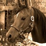 Macho - Lato 2008<br />&copy; Oliwia Chmielewska